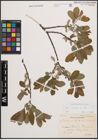 Foto von Salix cinerea L.